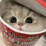 Avatar de Michelle Paredes